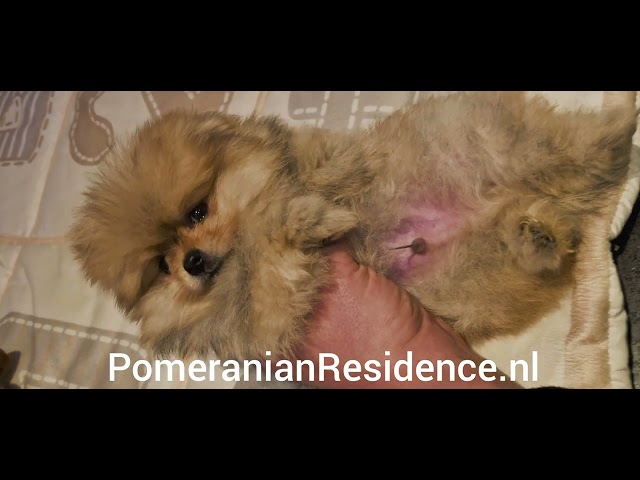 Elite Mini Bearface Orange Baby Boy Hunter Leeftijd 7 Weken @PomeranianResidence #pomeranian