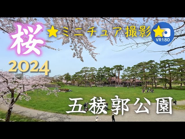 [VR180] Cherry Blossoms in Goryokaku Park 2024 *Miniature Shooting* [Giant's eye]