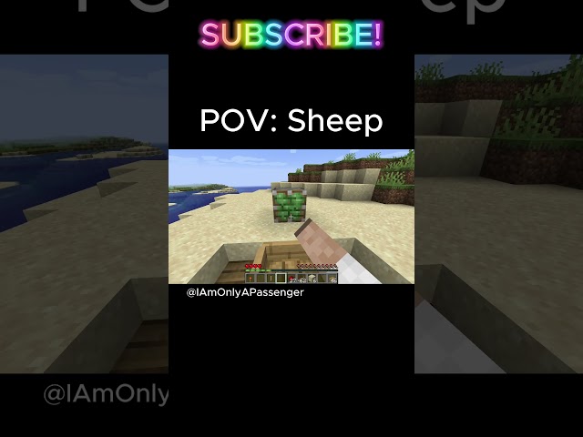 POV SHEEP