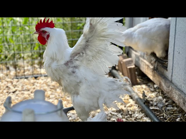 How to Breed Chickens | My American Bresse breeding Program