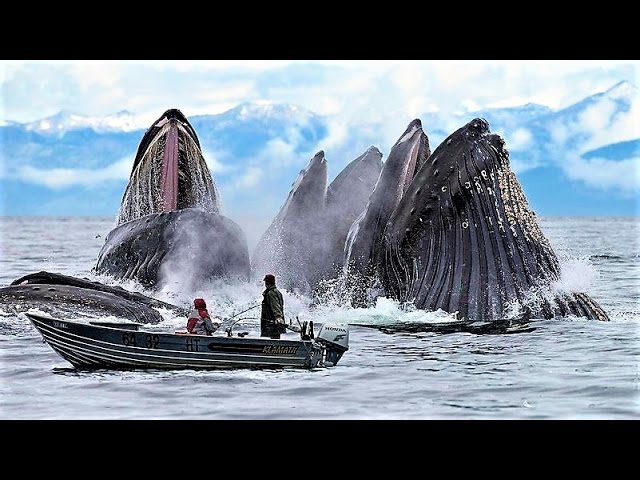 13 Incredible Whale Photos