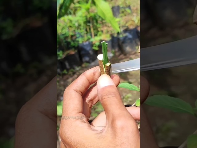 successful citrus grafting tips #gardentips #shortvideo