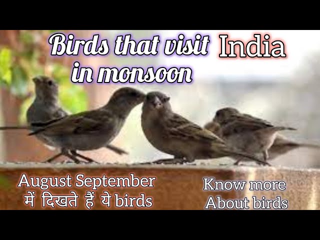 Birds in rainyseason india #birdwatching #birds #gardenbirds #gardening #vlog_2