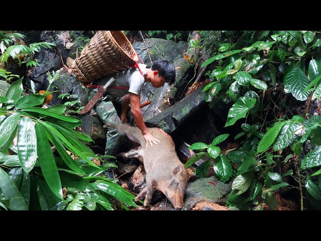 saw an unlucky wild boar while i harvesting bamboo shoots, 2 year alone in the forest.Thanh Trieu TV