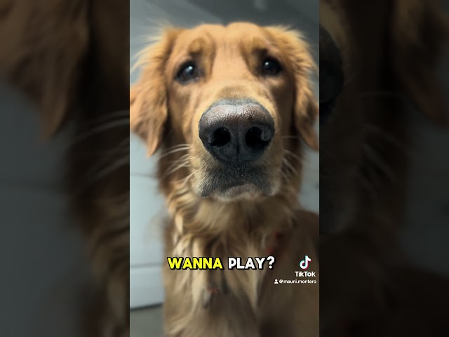 Mauni has to stop! 🫢🙄 #foryou #dog #goldenretriever #fyp #youtubeshorts #youtube #funny #doglover