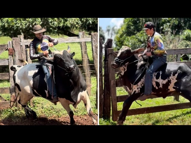 BOI BRAVO PULOU COMIGO😰VEJA OQUE ACONTECEU