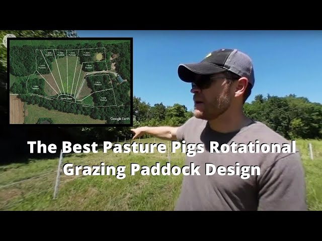 The BEST Pasture Pigs Rotational Grazing Paddock Design (360 Video VR)