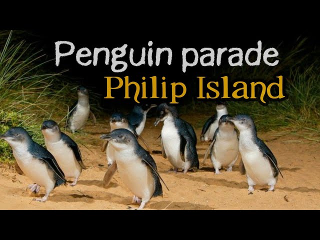 penguin parade # wonder