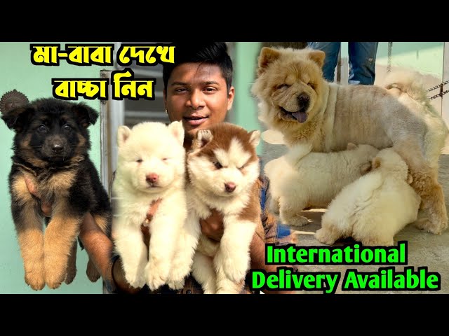 German Shepherd, Chow Chow & Siberian Husky Puppies Sell. Dog Market in Kolkata Price.