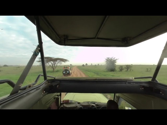 Safari in Nairobi National Park, Kenya, Africa. VR180 3D