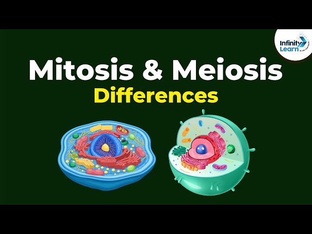 Mitosis Vs Meiosis | Differences | Infinity Learn