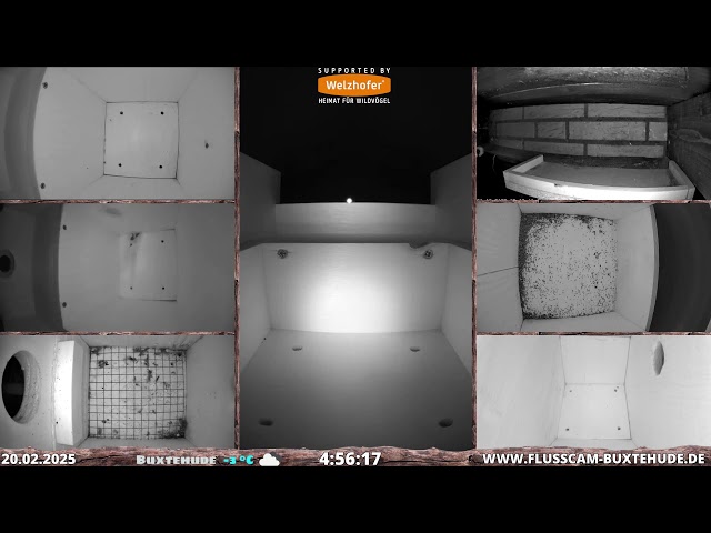 🔴 LIVE - OVERVIEW NESTING BOXES - ÜBERSICHT NISTKÄSTEN - FLUSSCAM BUXTEHUDE - Germany