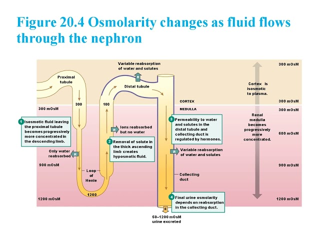 Chapter 20 : Fluid and Electrolyte Balance: Water, Sodium, and Acid-Base Homeostasis Explained