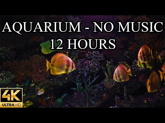 AQUARIUM 4K Coral Reef 4K Aquarium NO MUSIC and NO ADS - 12 Hours | Aquarium Sounds For Sleeping