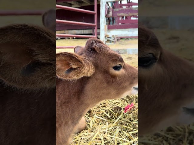 Cow | Cox Farm #travel #trending #virginiausa #virginia #youtubeshorts #tourvirginia #relax #shorts