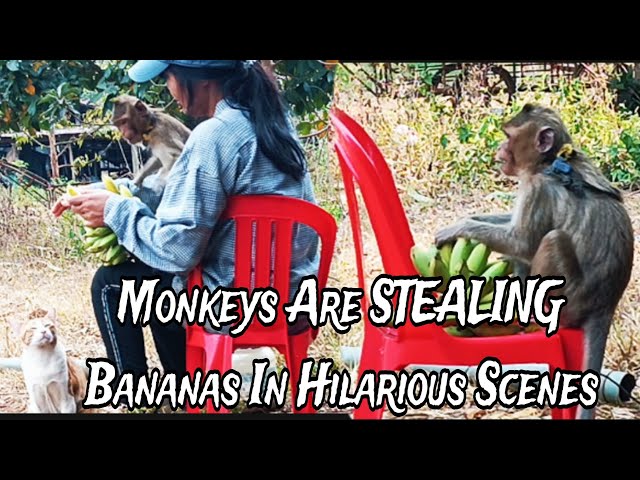 Crazy Monkeys Performing CHAIR Stunts Are Unbelievable