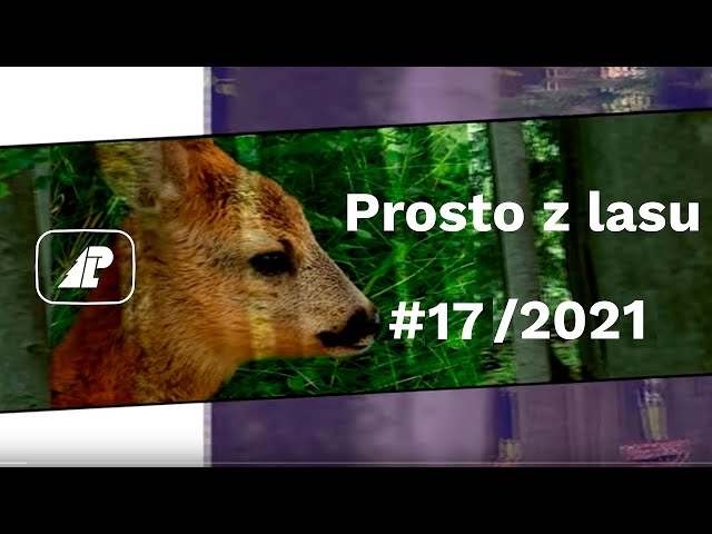 Prosto z lasu |17 2021|