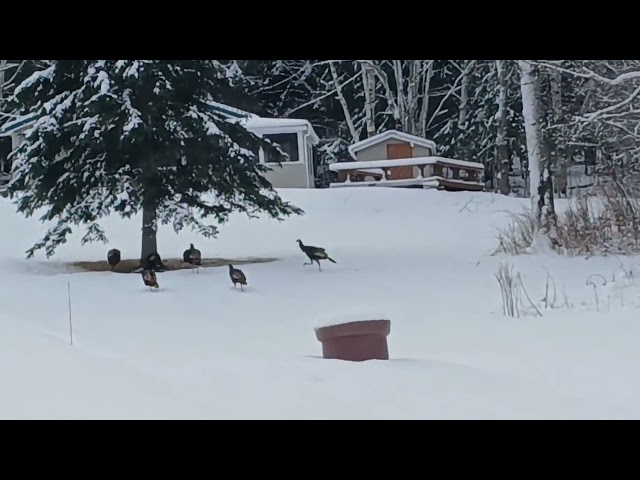 Snow Turkeys- so cool!