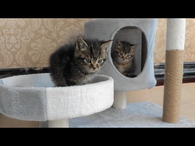 Two kittens are playing indoors.The brother is very naughty and wants his sister to play with him.