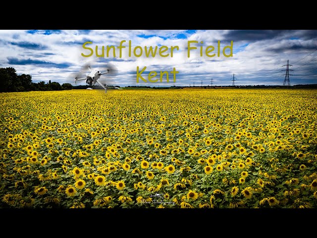 Sunflower Field | Sarre | Nr Canterbury | Kent | Drone | Mini 4 Pro | DJI | 4K