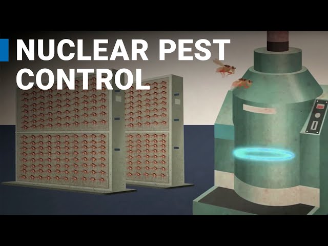 Using Nuclear Science to Control Pests