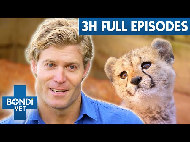 3+ Hours Of Full Episodes | Bondi Vet Entire Season 5 Part 1