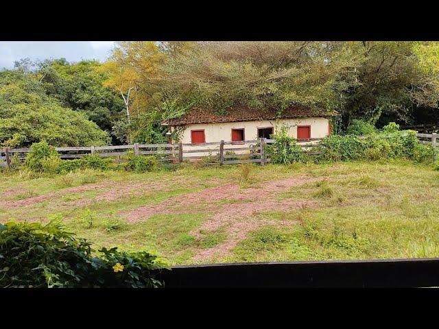 indo olhar a tropa na tapera abandonada 🤠🤠#animal #vidadegado #shorts #sitio #video #fazendadegado