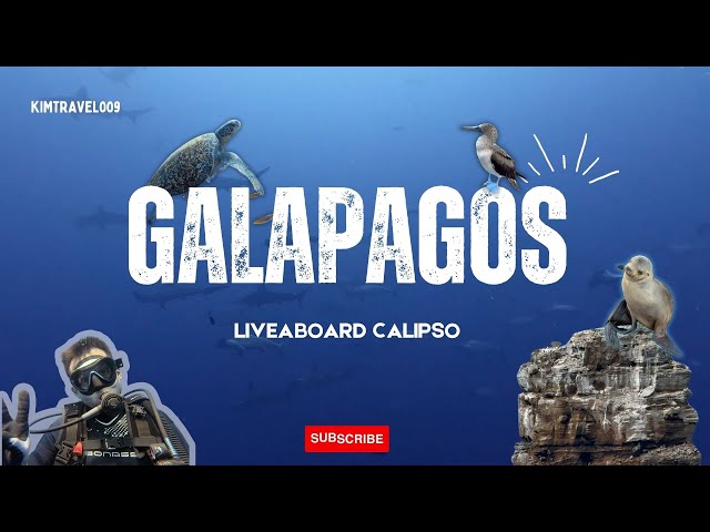 GALAPAGOS Liveaboard Scuba Diving FULL - CALIPSO 2024 Hammerhead Schools, Killer Whales, Molas