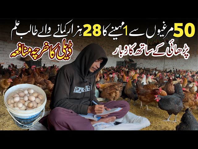 How To Start Poultry Farm From 50 Hens | 50 Murgi Ka Daily Profit | Golden Misri Poultry Farming