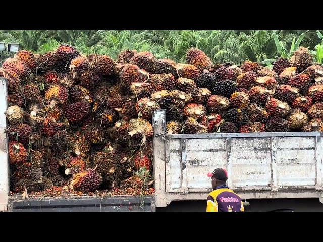 Oil Palm FFB | Unloading | Oil Mill Ramp