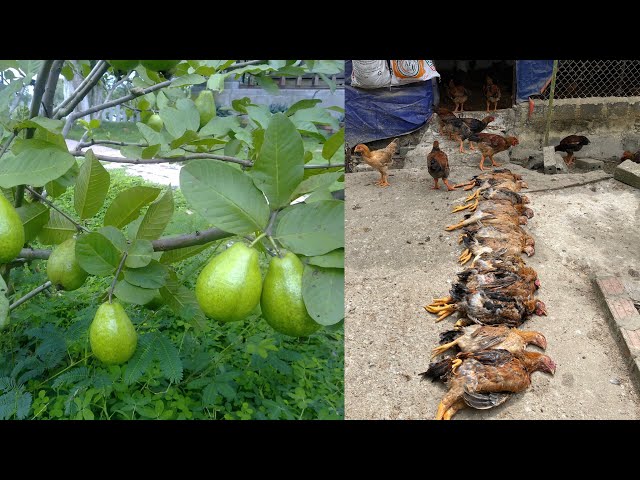 How to use guava leaves and forest plants to treat chicken diseases