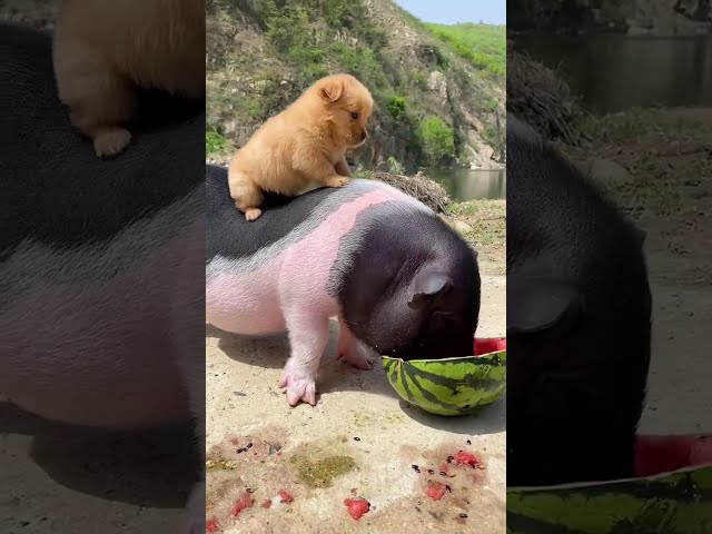 Piglet carrying dog on his back eating watermelon #cutepet #goldenretriever #goldensun