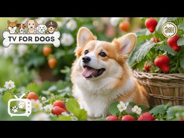 DOG TV: All-Day Videos Entertainment for Dogs While You're Away - Best Anti-Anxiety Music for Dogs