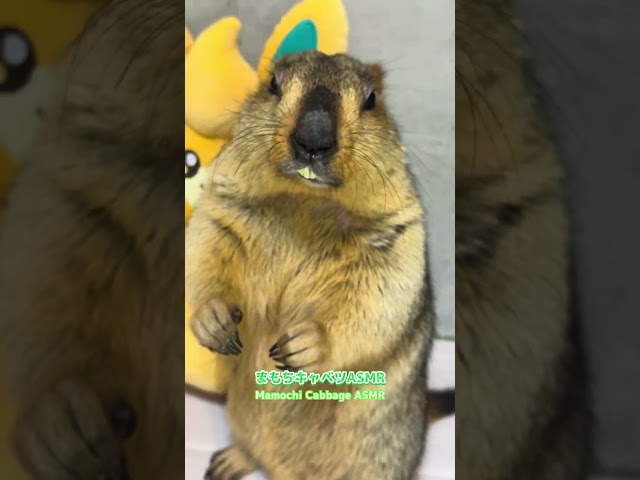 Mamochi Cabbage ASMR #marmot #asmr #pets #aninmals