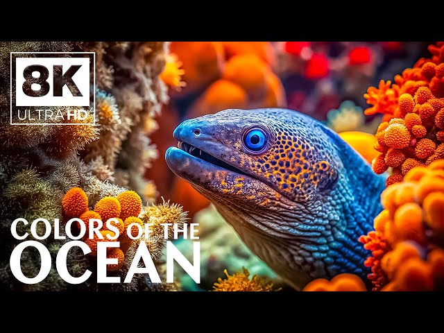 Reef Sanctuary 8K VIDEO (ULTRA HD) 🐠 Relaxing Underwater Escape - Meditation Music for Sleep