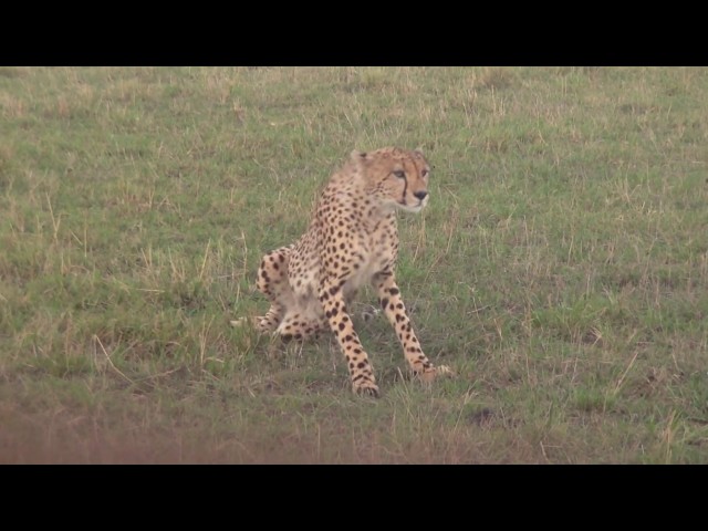 Cheetah at Porini Lion Camp / Maasai Mara, Kenya