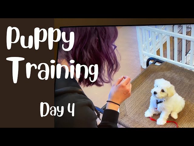 How to Socialize & Train a New Puppy from 8 - 16 Weeks - Day 4