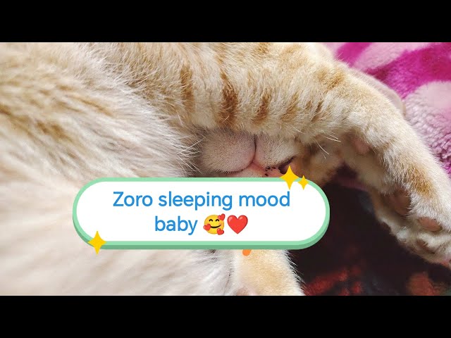 You Won't Believe The Latest From cat Sleeping mood  🥰 #viralvideo #cat #catlover @zoroagrofarmcd