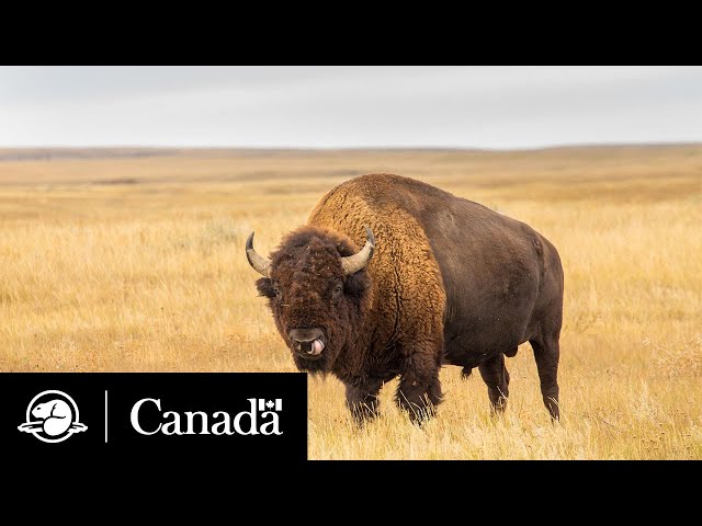 The Return of Plains Bison to The Key First Nation | Field Notes | Parks Canada