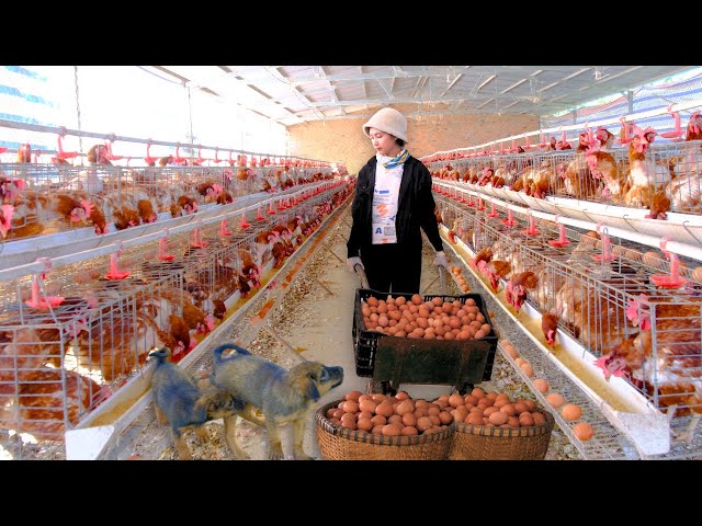 Full video: Harvesting industrial chicken eggs to market sell | Farm | Phuong