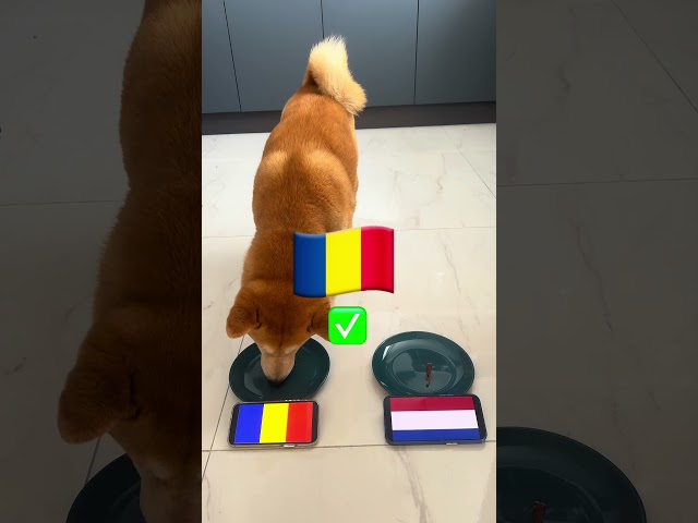 EURO 2024 FINAL Dog Prediction! 🏆 Turkey vs Austria & Netherlands vs Romania | Who Will Win?