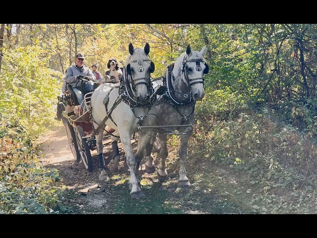 Percheron Team Trail Driving - Bruce & Denice Reckling