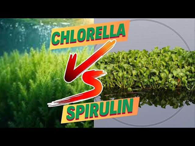 Chlorella vs Spirulina Which Superfood Reigns Supreme?||DrBobMcCauley 🌿