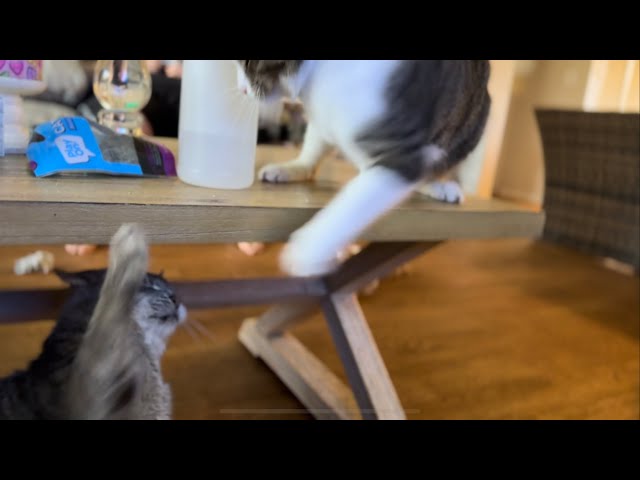 Cats Fighting