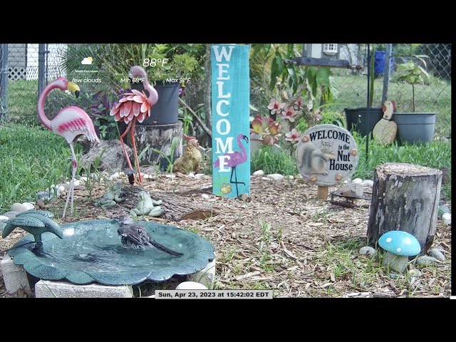 Mockingbird On Bird Bath