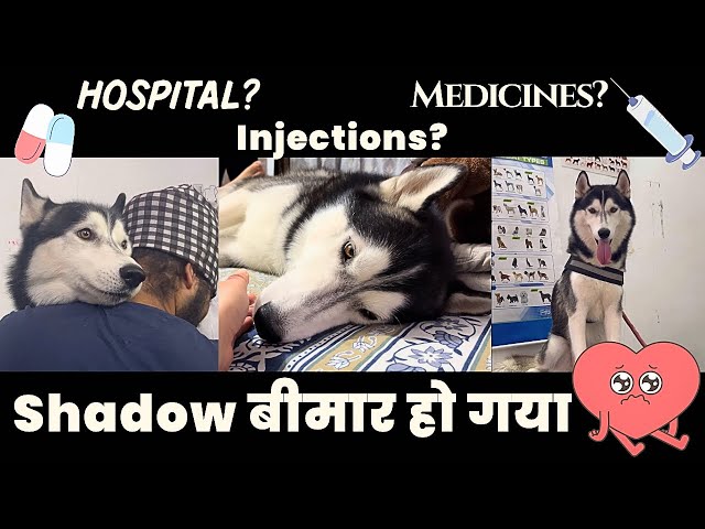 SHADOW BIMAAR HAI😔| Shadow The Husky |