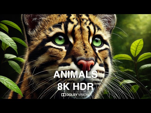 ANIMALS OF THE EARTH in 8K ULTRA HDR - Leopards Tigers Lynx