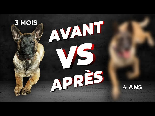 L'ÉVOLUTION DE CE CHIOT EST INCROYABLE !