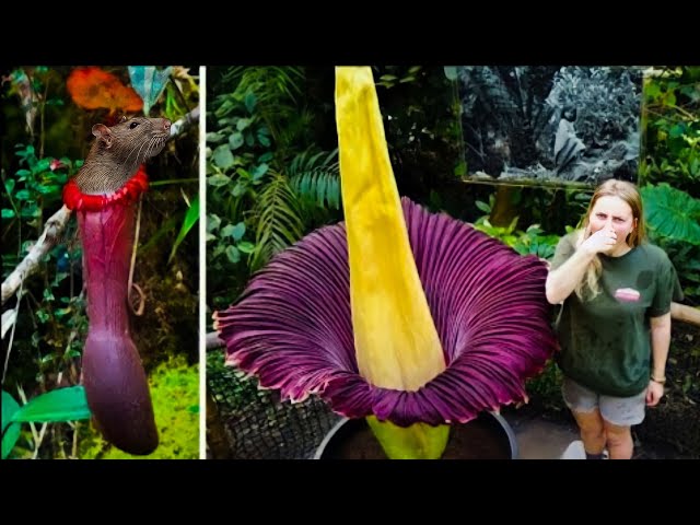 Top 5 exotic flowers in the world, unusual, scary, creepy | The strangest plants in the world