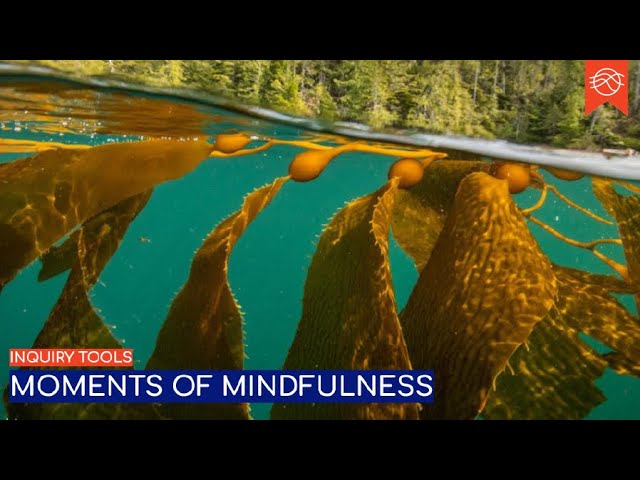 Moments of mindfulness 360° Video